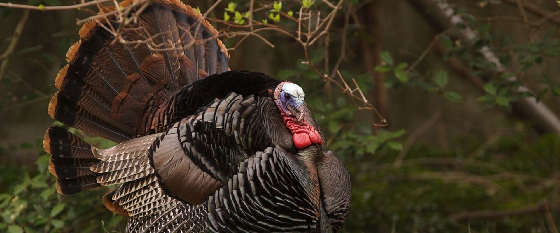 An Eastern turkey sitting underneath tree limbs, learning about the species concept.