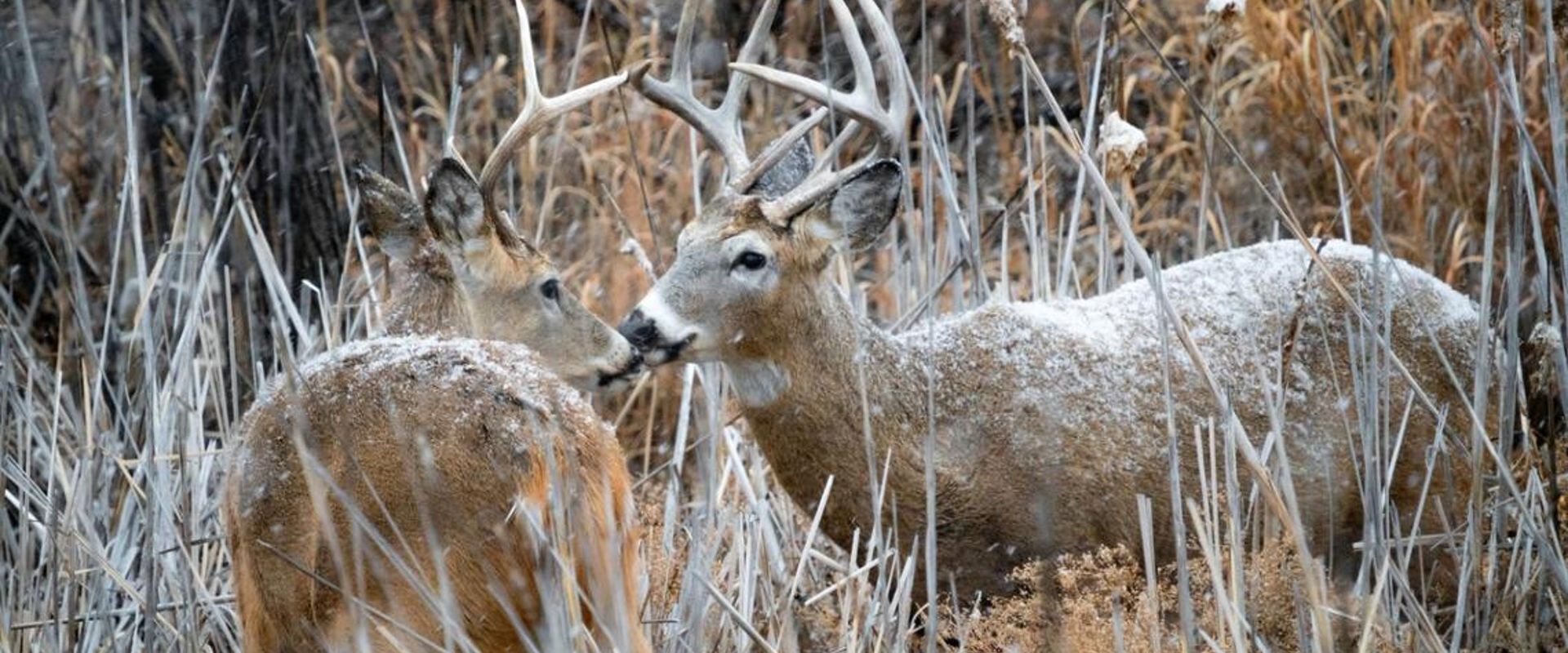 Two bucks in brush and light snow, post-rut deer hunting concept.