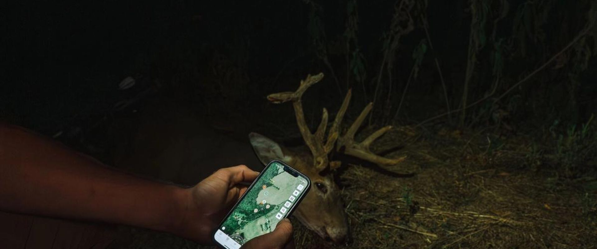 Hunter holding phone showing HuntWise with deer nearby, how to plan a deer hunt concept.