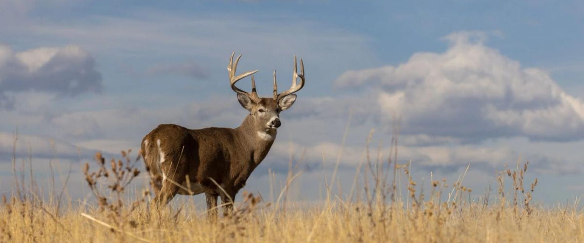 A whitetail buck in a field, deer season Wisconsin concept.