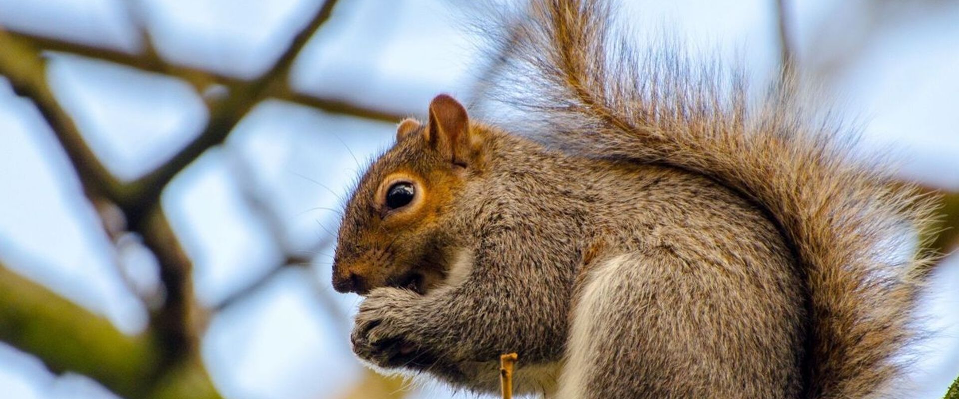 A squirrel sits on a tree limb, best time to hunt squirrels concept.