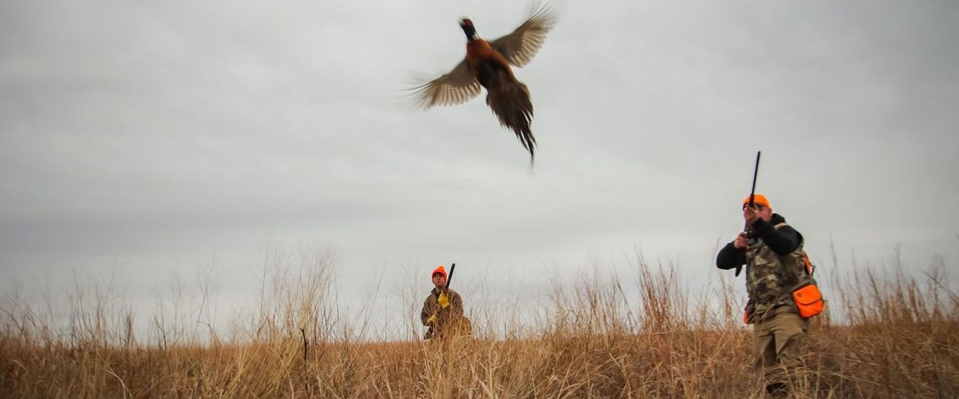 Hunters in field aim at pheasant in flight, how to hunt pheasant concept.