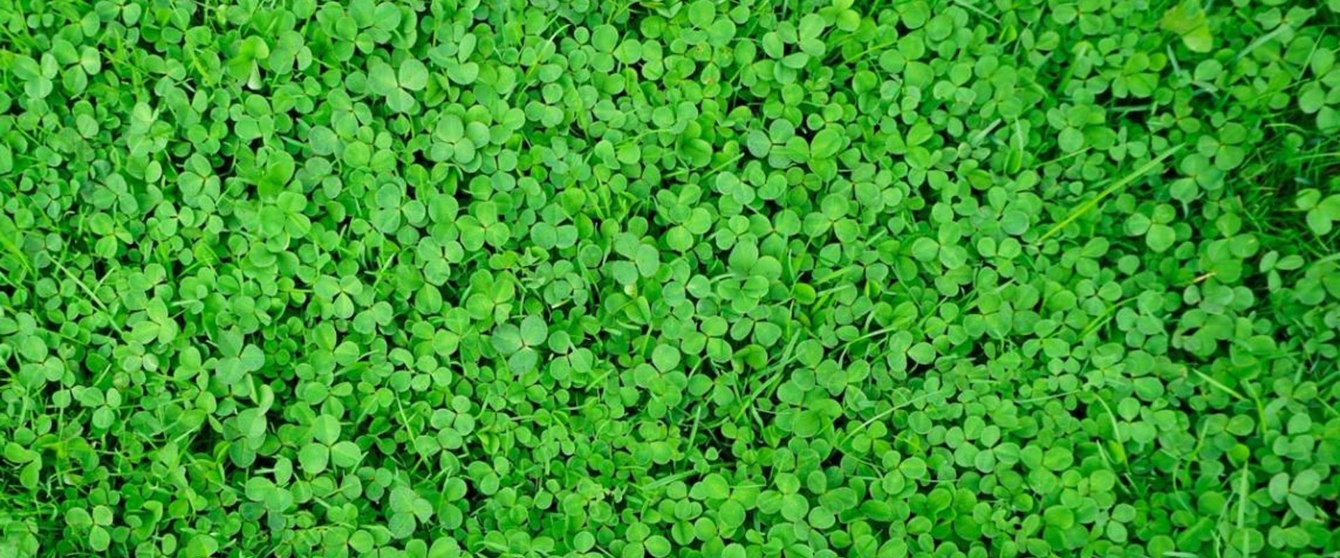 Clover in a field, clover deer food plots concept.