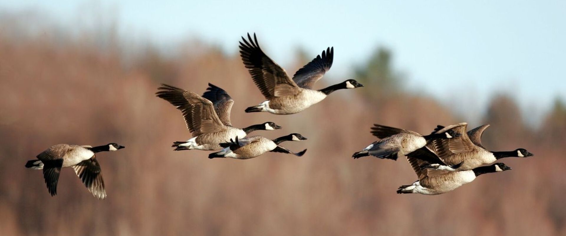 Flock of geese in flight, waterfowl migration concept.
