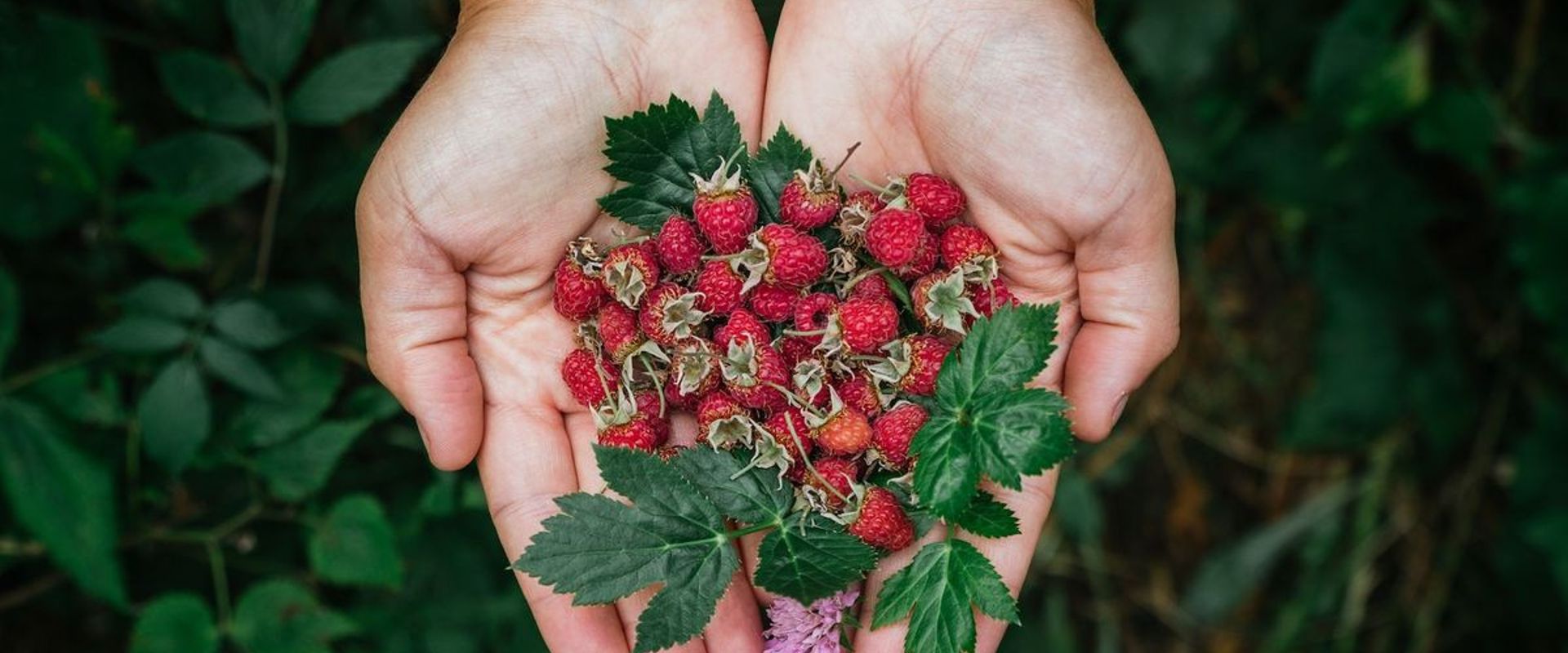 Close-up of hands holding berries, hunting and foraging concept.