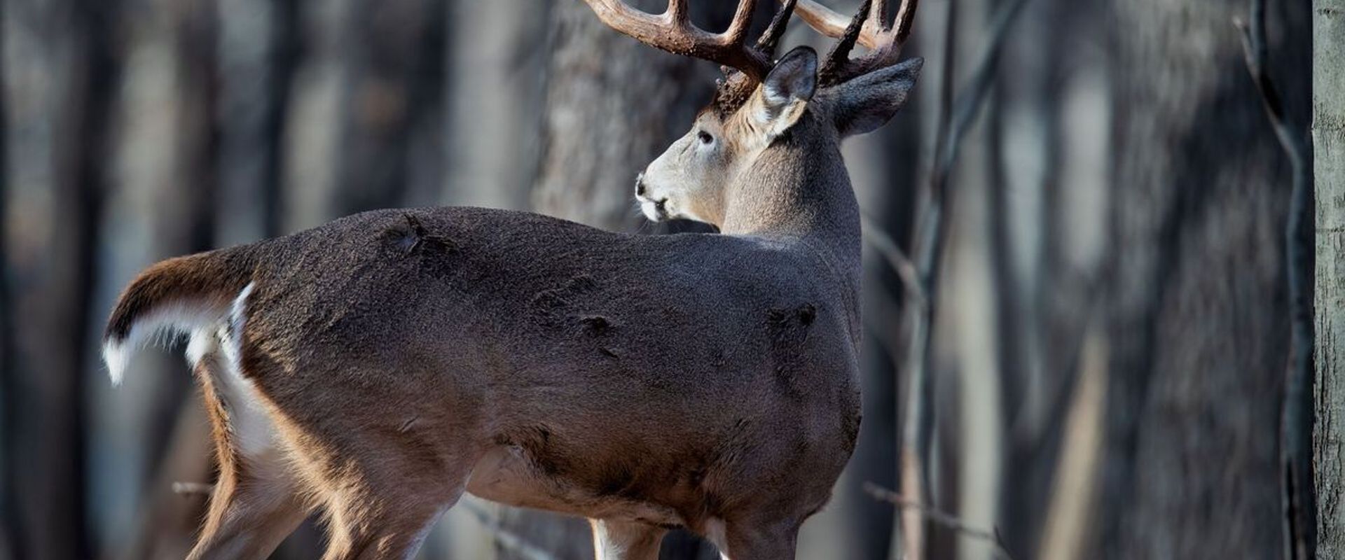 Side view of a whitetail buck, Virginia deer season 2025 concept.