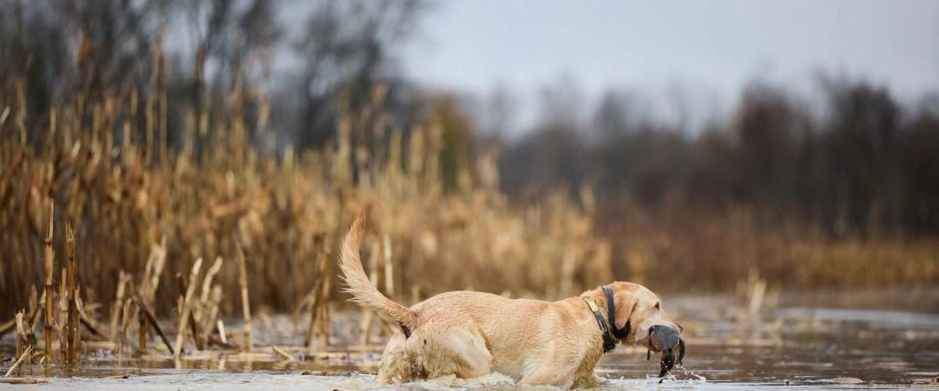 Dog carries waterfowl in water, public waterfowl hunting land in Oklahoma concept.