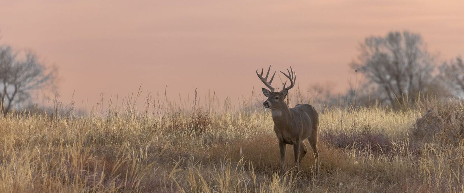 A whitetail buck in a field of tall grass, Ohio deer season concept.