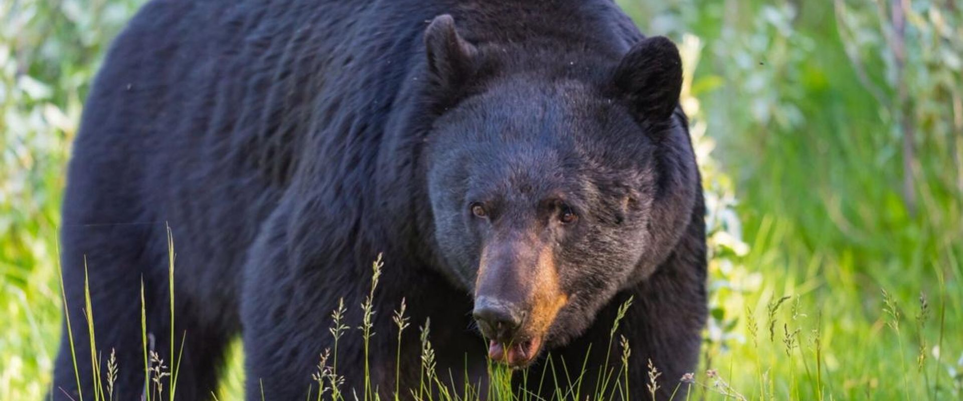 A large bear in a green field, best states for spring bear hunts concept.