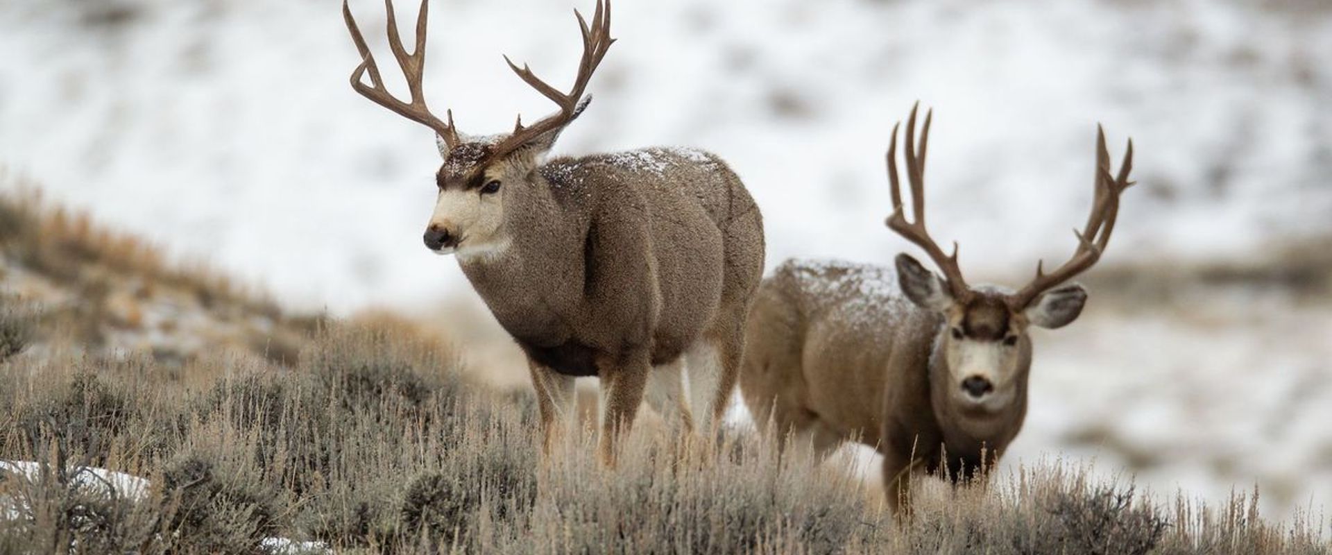 Two mule deer on a hill in the snow, plan a guided mule deer hunt concept.