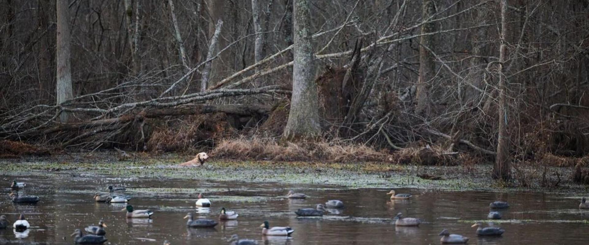 Dog in the water near duck decoys, find public duck hunting land concept.