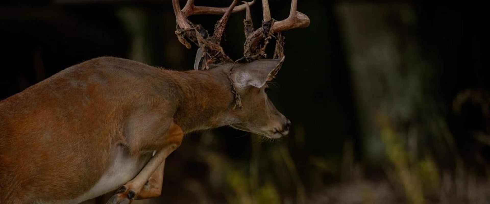 Running buck shedding velvet, pre rut hunting tips concept.