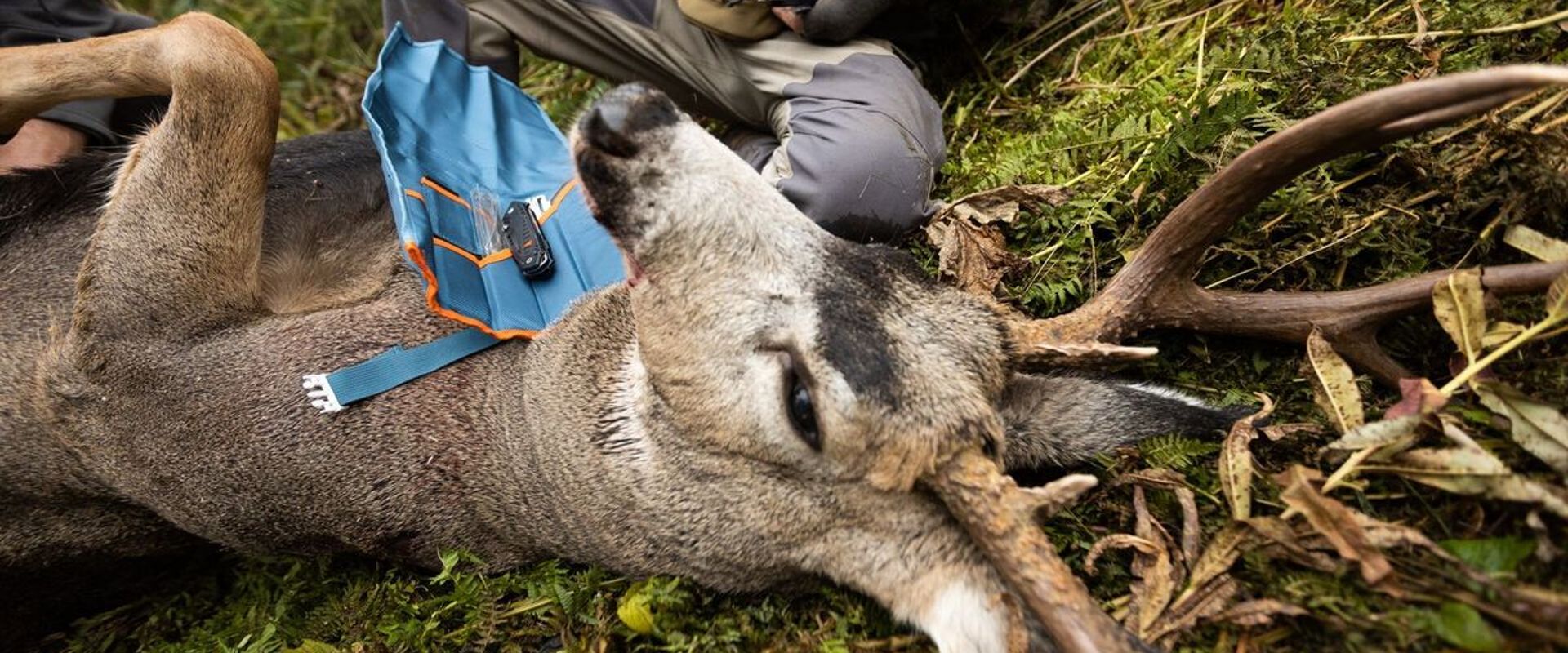Hunter with knives and deer on ground to field dress, know deer anatomy concept.