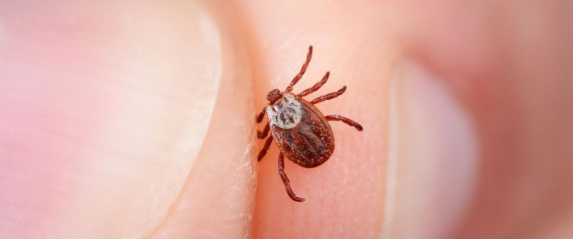 A tick held between two fingers, how to combat ticks when hunting concept.
