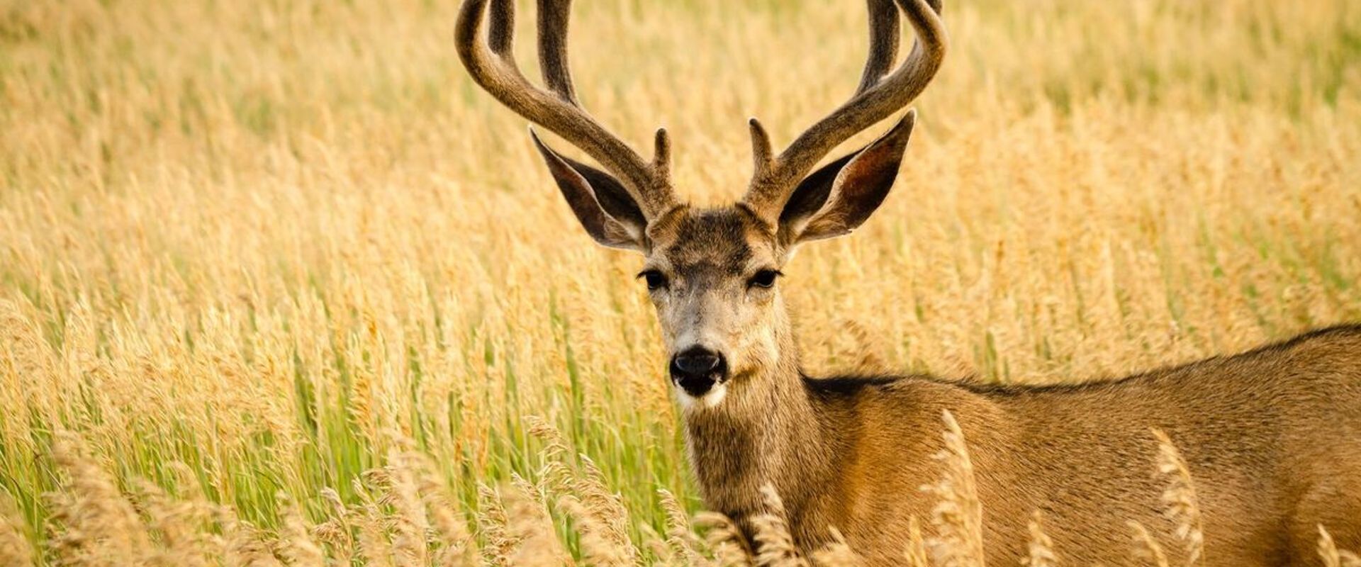 A mule deer in a field, mule deer vs whitetail concept.