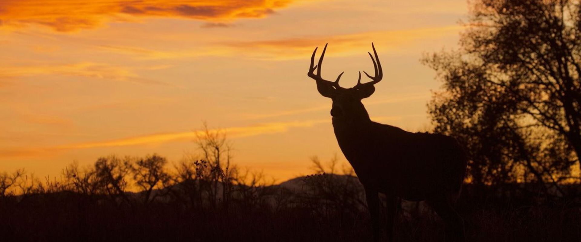 A buck deer silhouette, using grunt calls to lure deer concept.