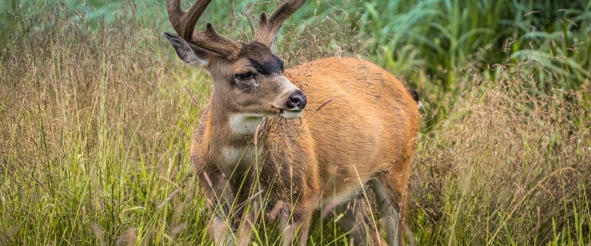 A black tailed deer in the brush.