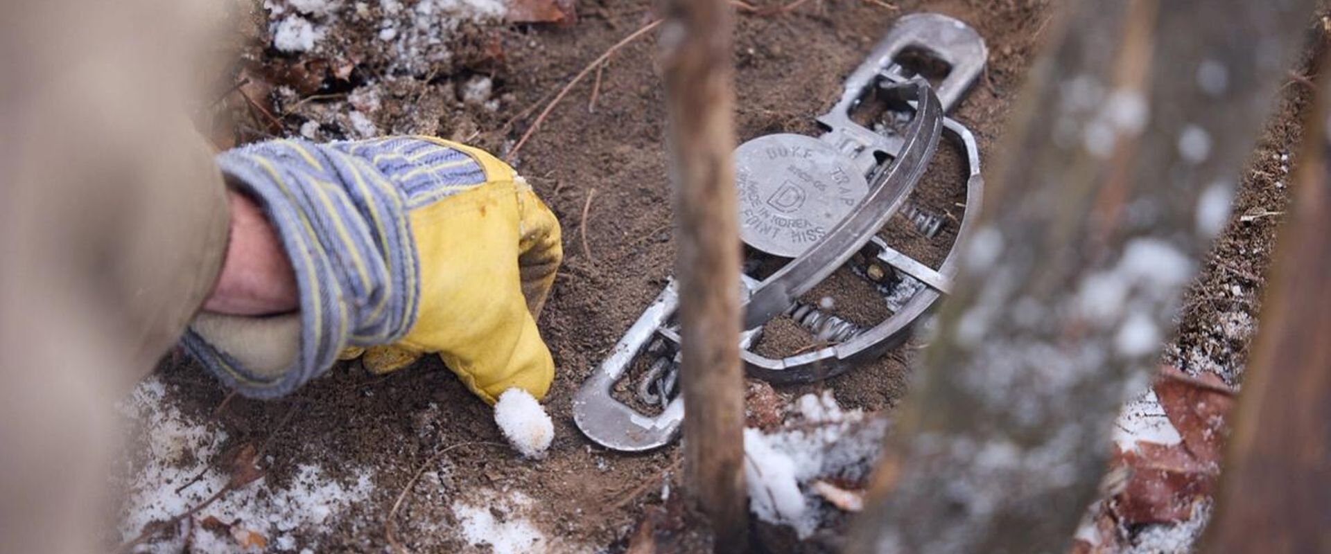 Close-up of a trap set by a hunter, Missouri trapping season concept.