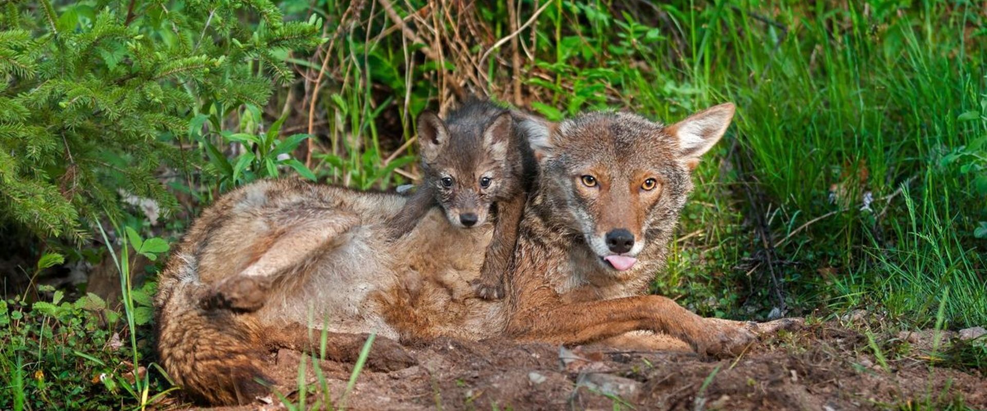 Coyote with pup in the brush, how to find coyotes concept.