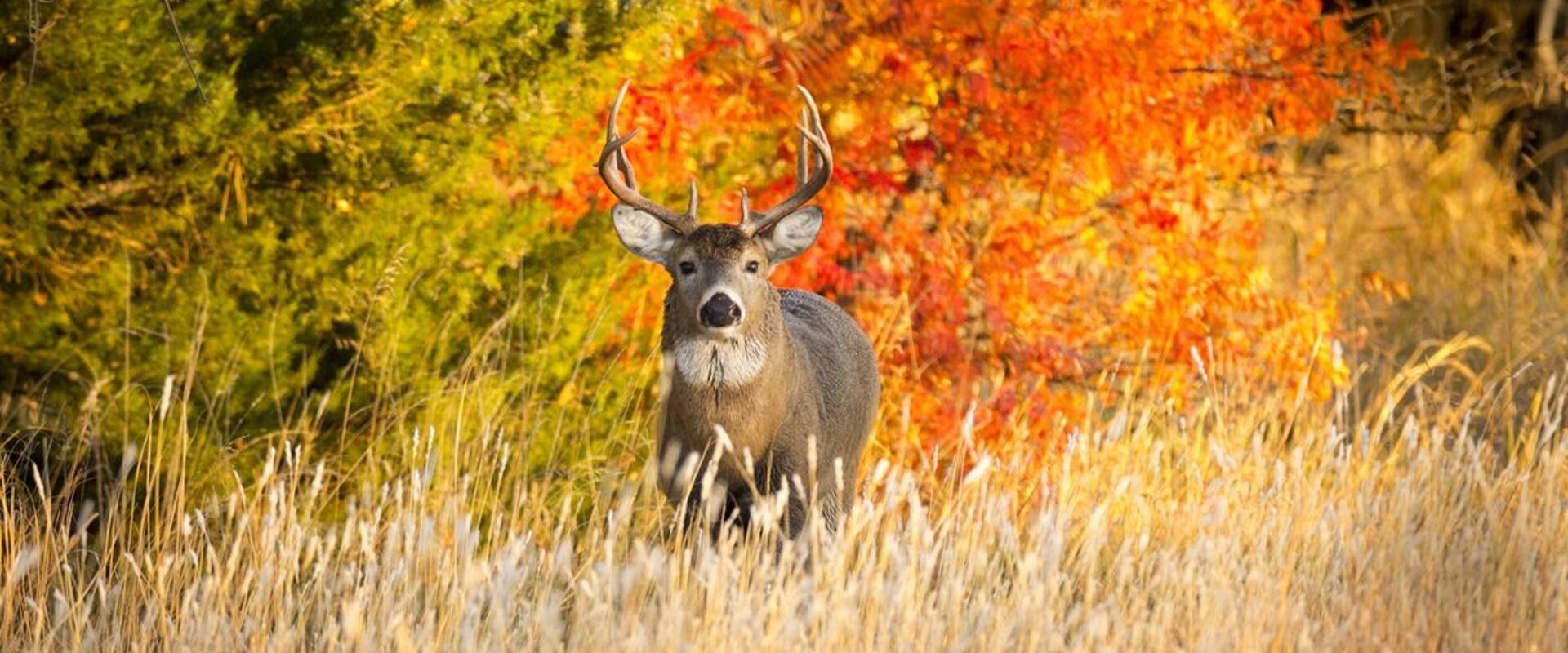 A buck deer in tall grass in front of trees with changing leaves, Arkansas deer season concept.