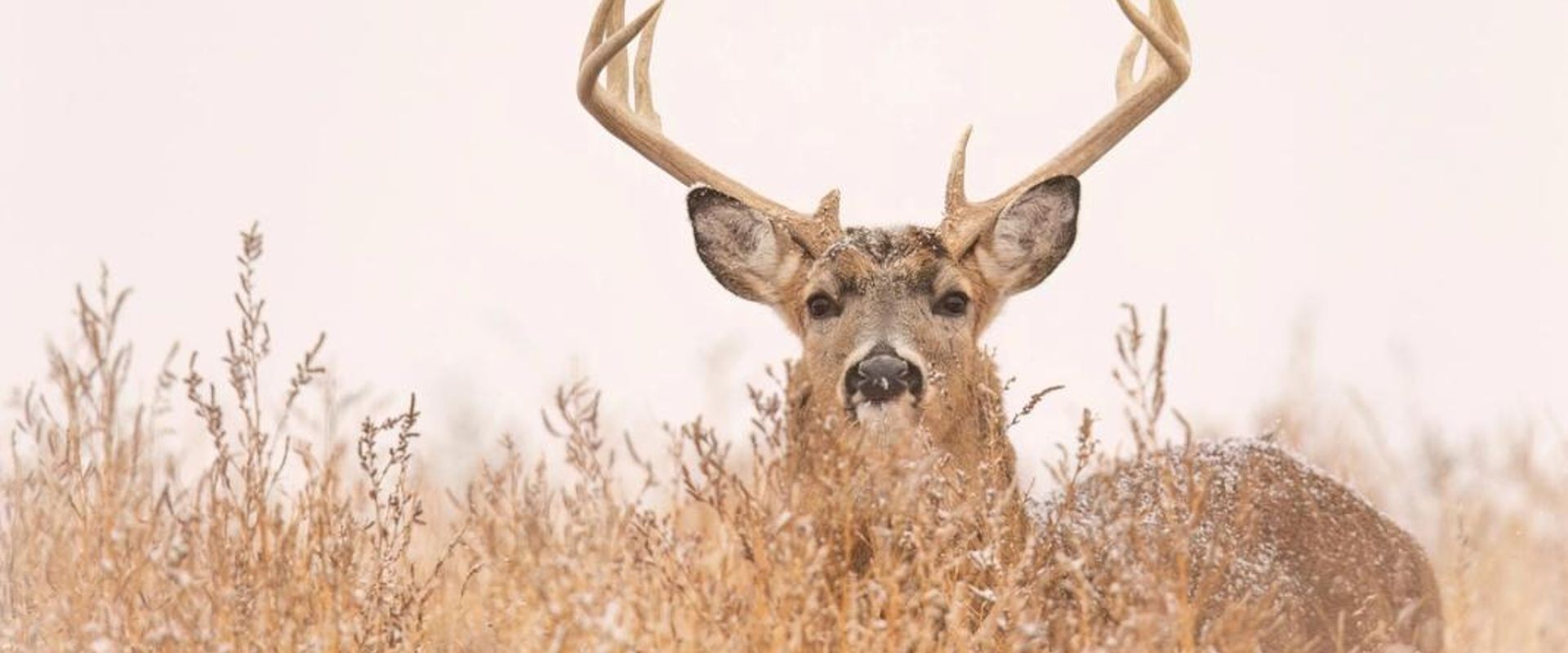 Deer buck looking over brush with dusting of snow, November deer hunting concept.
