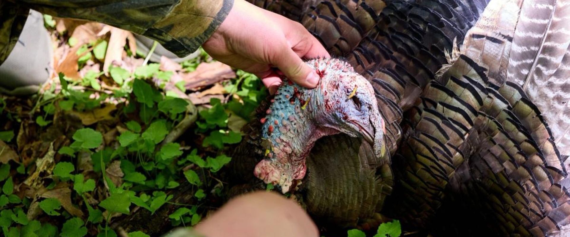 Close-up of hands near turkey's head on ground after hunt, Arizona turkey hunting concept.