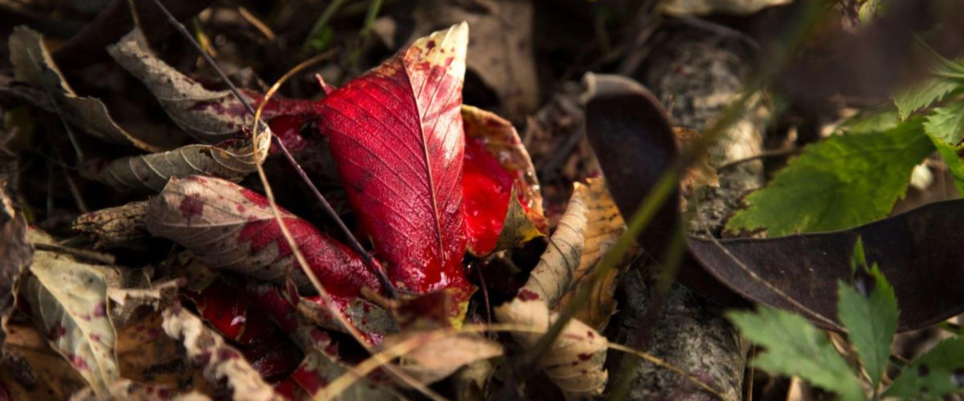 Spots of blood on a leaf showing a blood trail for deer tracking.