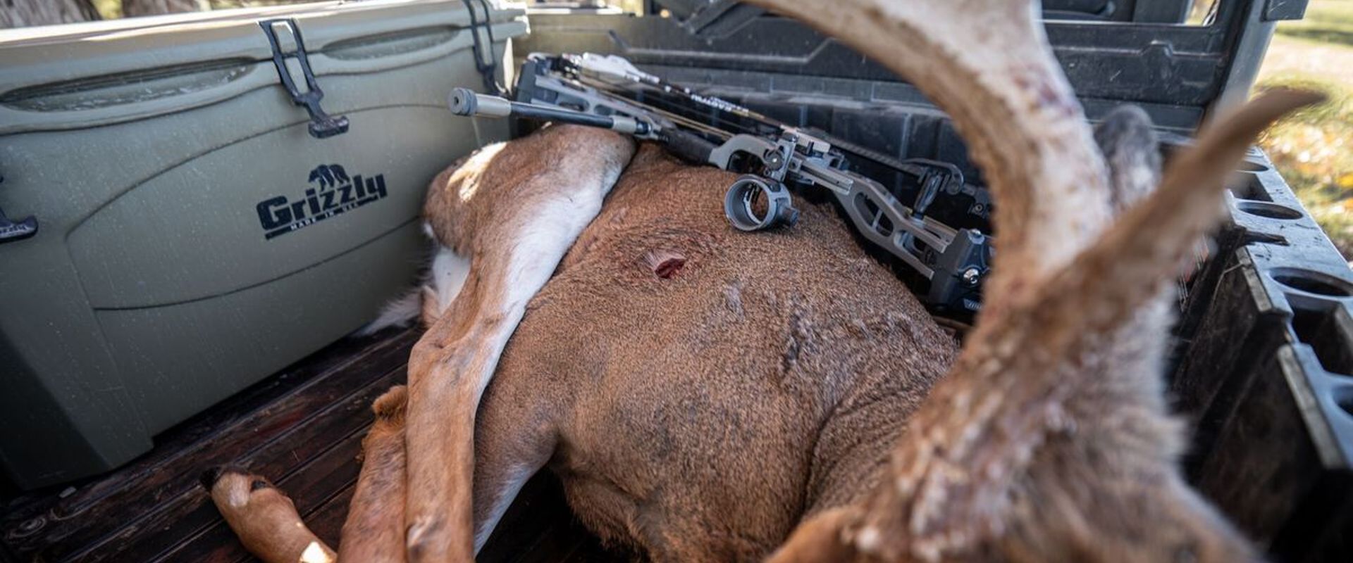 Buck deer in back of ATV showing the shot, deer shot placement concept.