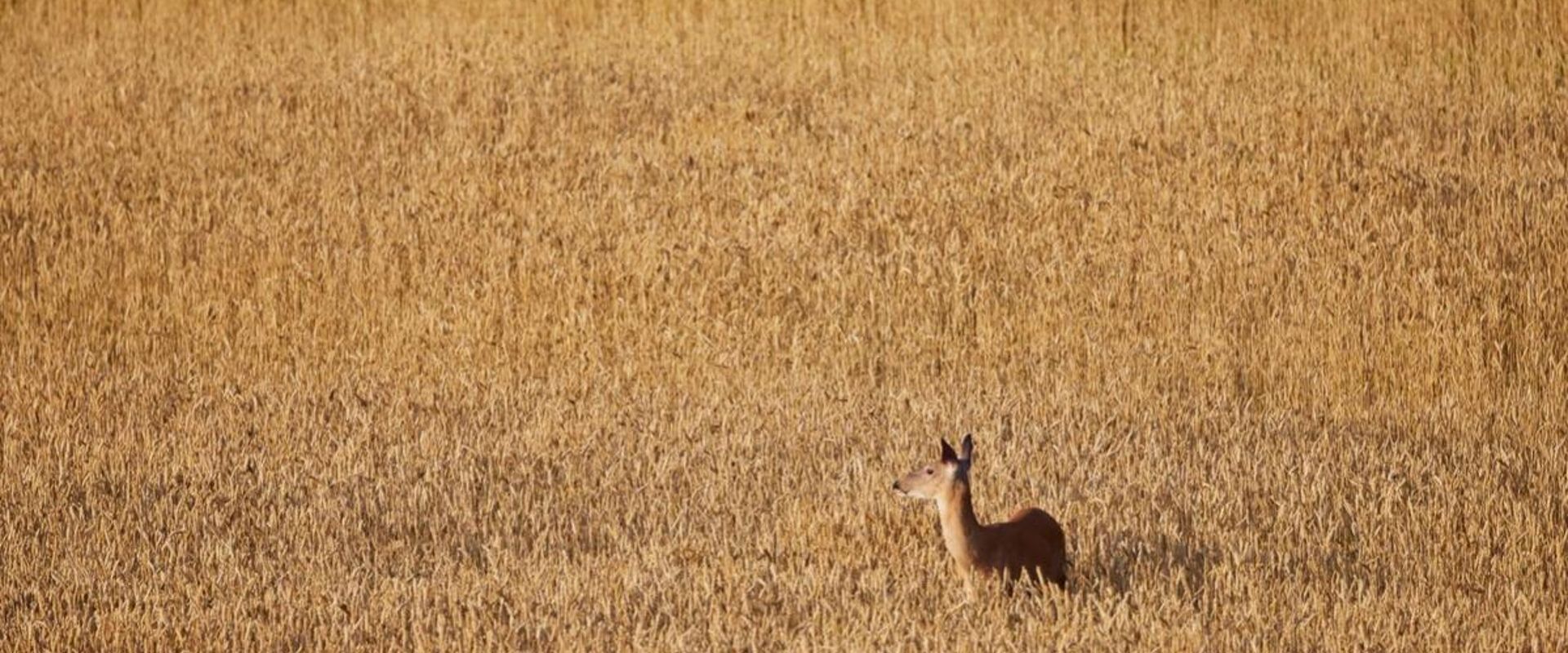 A doe in a corn field, learn deer bleats concept.