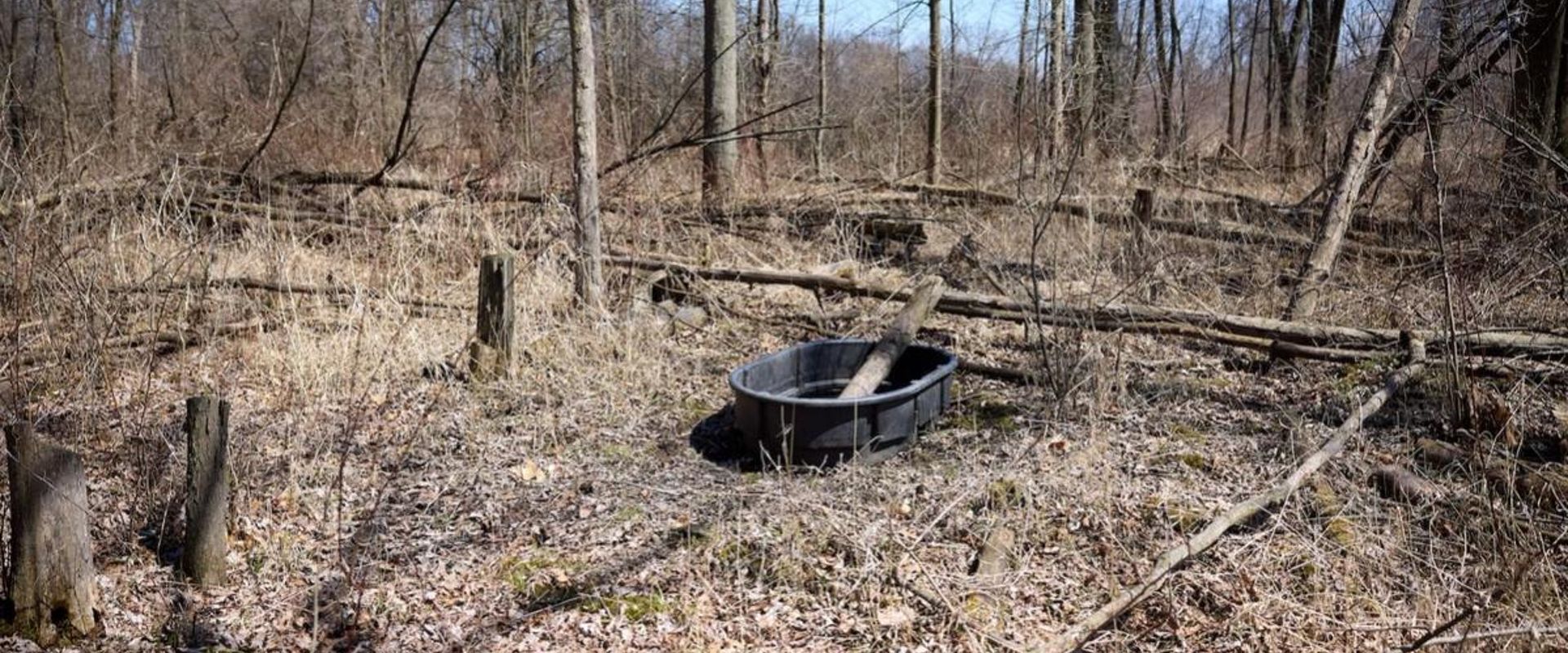 A watering hole for deer in the woods.