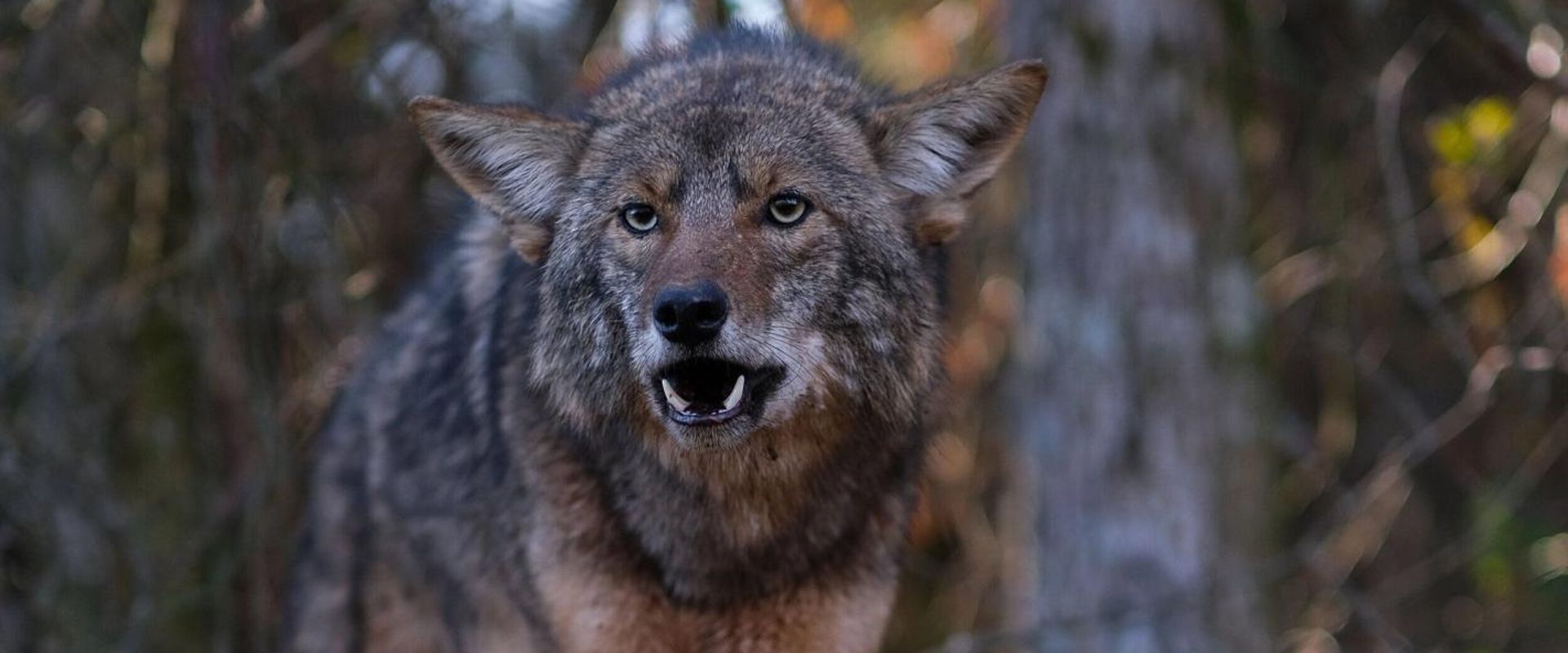A coyote in the woods, coyote hunting concept.