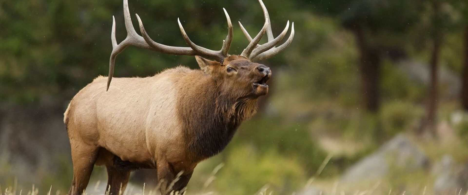 Large bull elk bugles in field, what is an elk bugle concept.