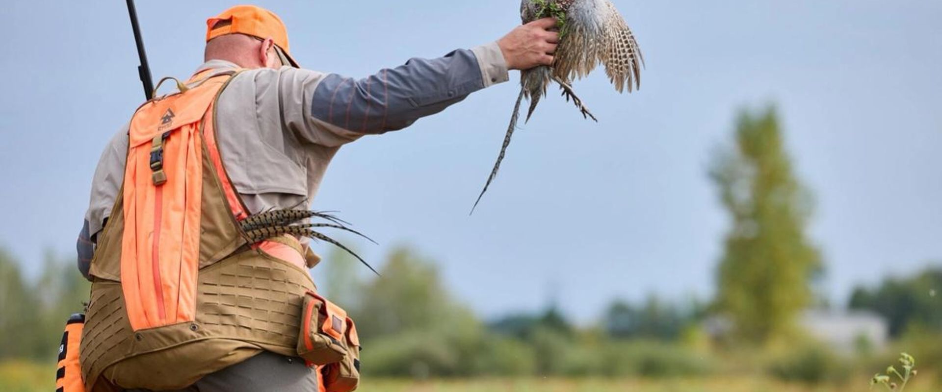 Hunter in blaze orange with pheasant in hand during hunt, pheasant hunting Ohio concept.