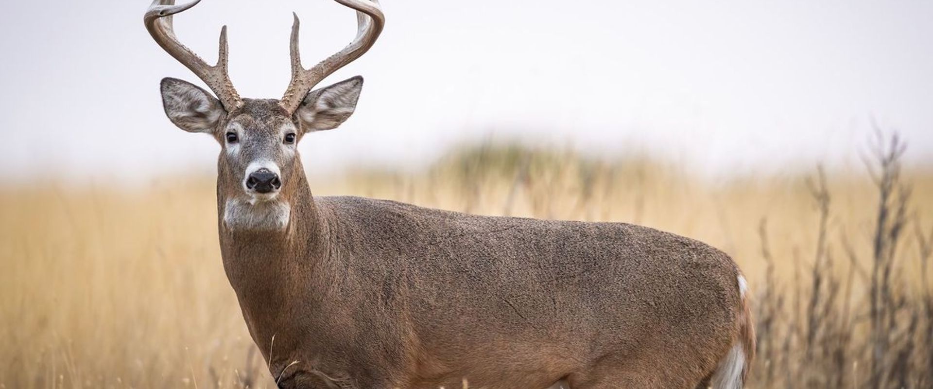 Buck deer with large antler rack, how to age a buck concept.