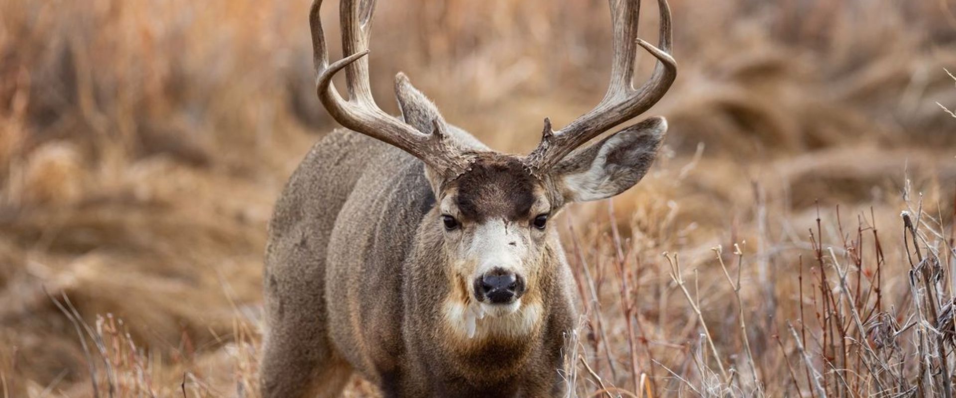 Mule deer buck in tall brush.
