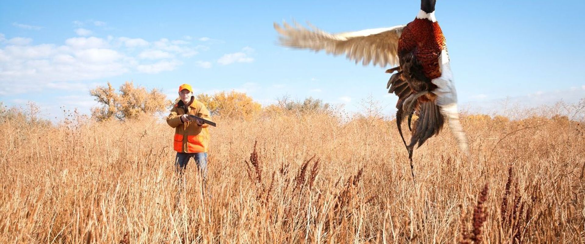 A hunter aims at a pheasant flushed out of the brush.