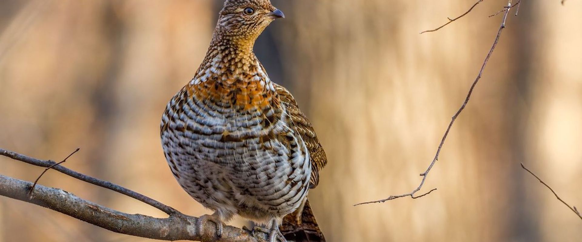Grouse bird perched on tree limb, how to hunt grouse concept.
