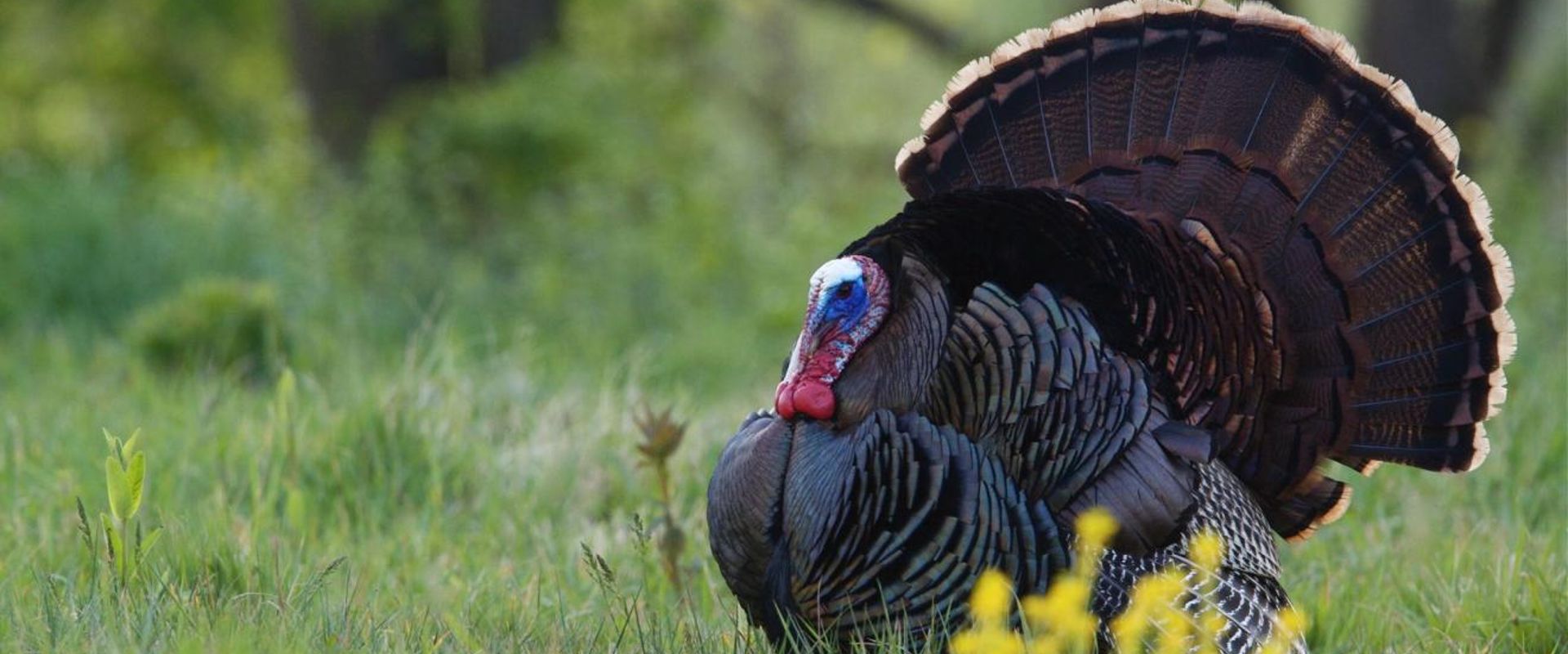 A wild turkey in the field, using turkey calls concept.