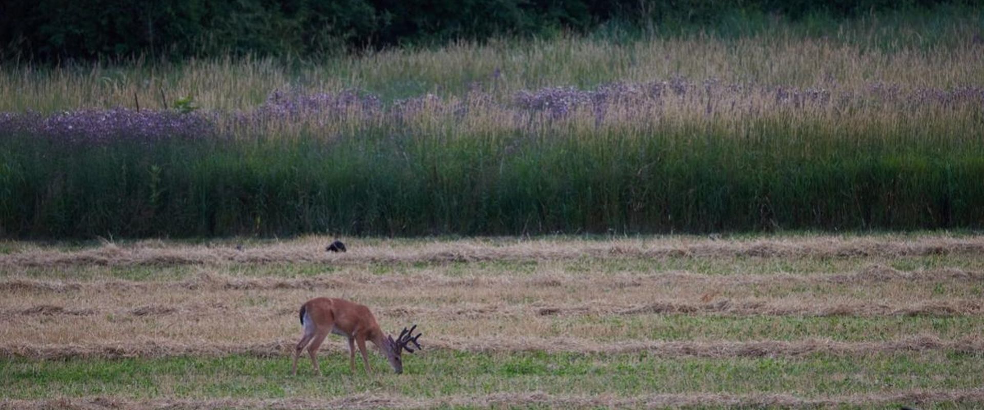 A whitetail buck feeds in a field, understanding deer feeding times concept.