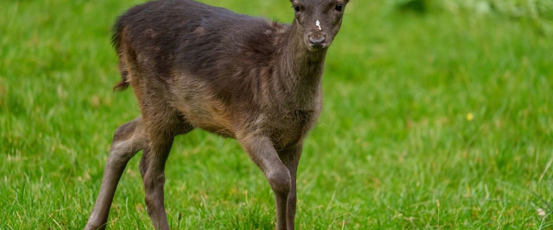 Rare black deer in a green field.