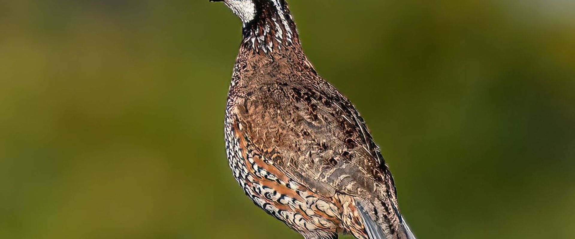 Close-up of a quail on a fence rail, quail season Arizona concept. 
