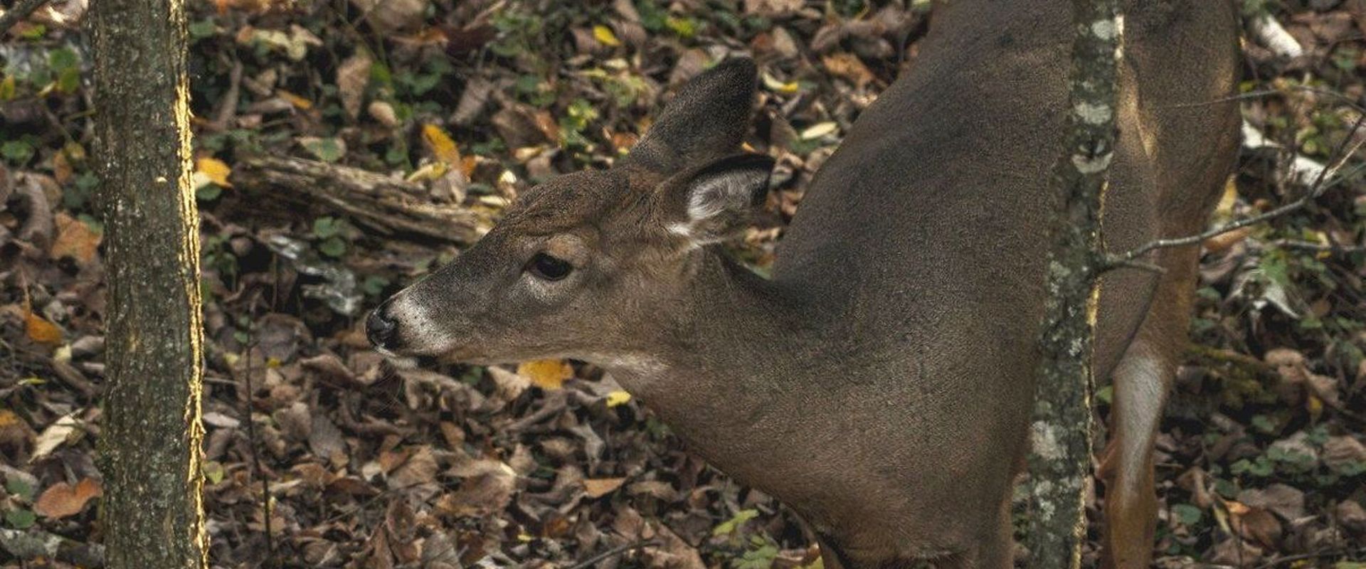 A whitetail buck at the edge of the woods, Oklahoma deer season 2025 concept.