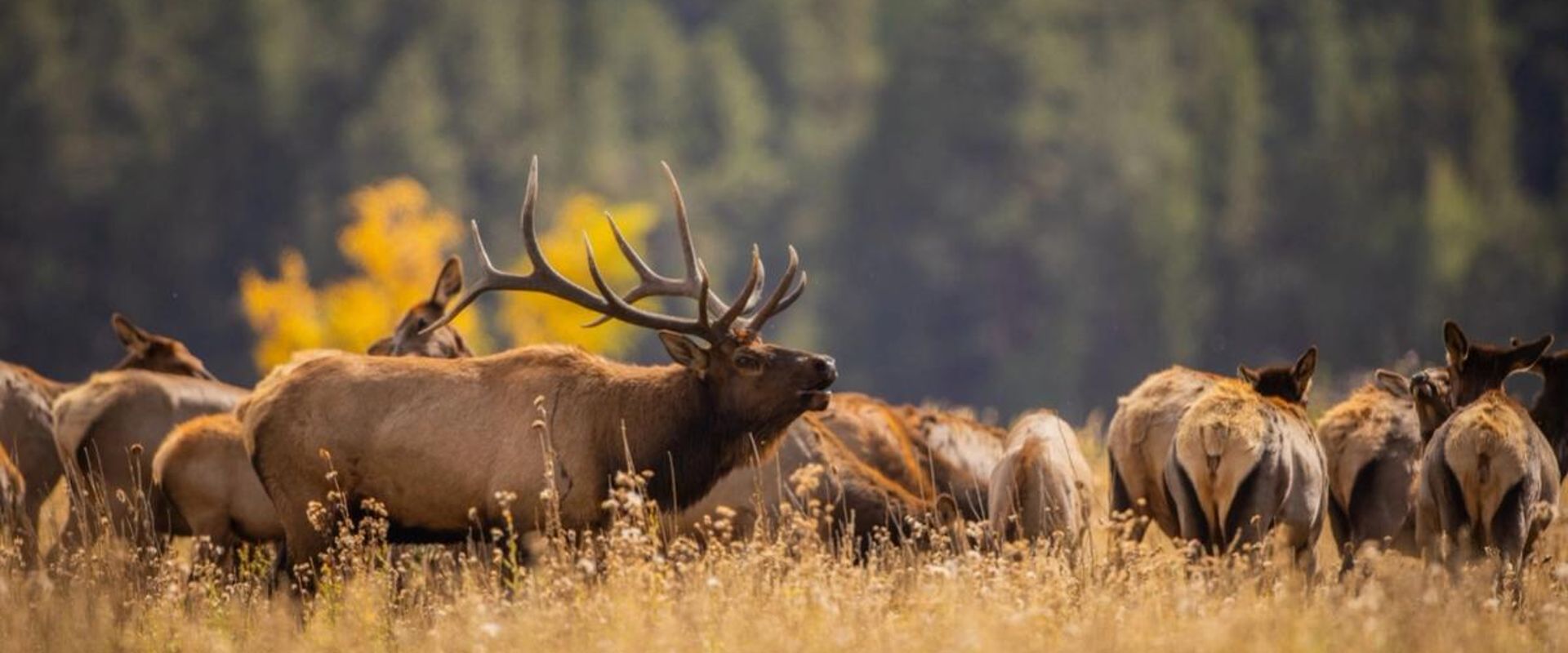 Large bull elk bugles with herd, plan a guided elk hunt concept.