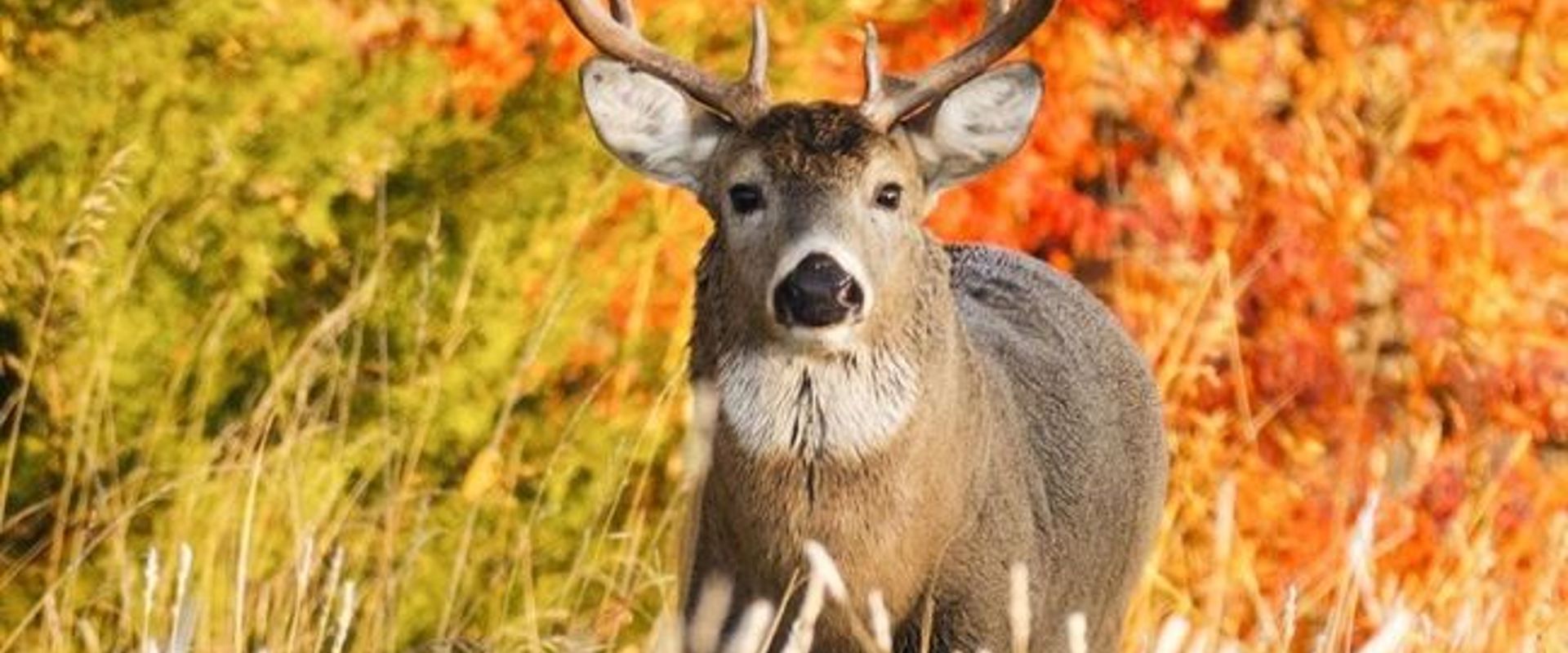 A whitetail deer in a field, how to hunt the whitetail rut concept.