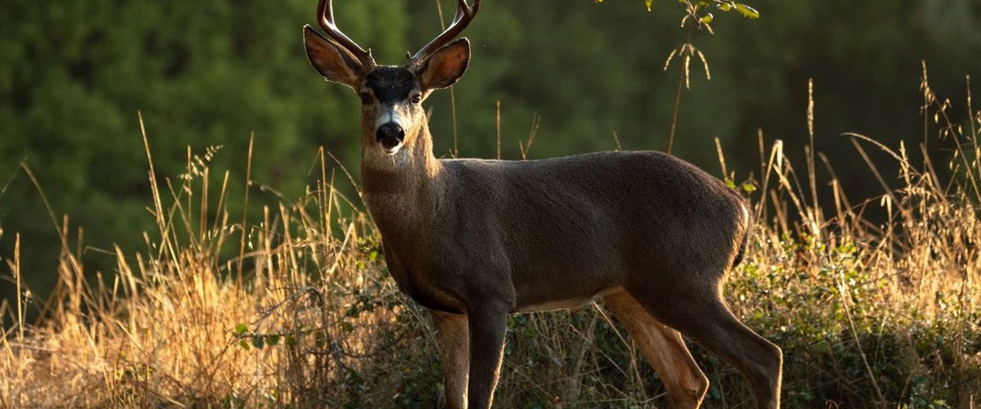 Black tail deer buck in the woods.