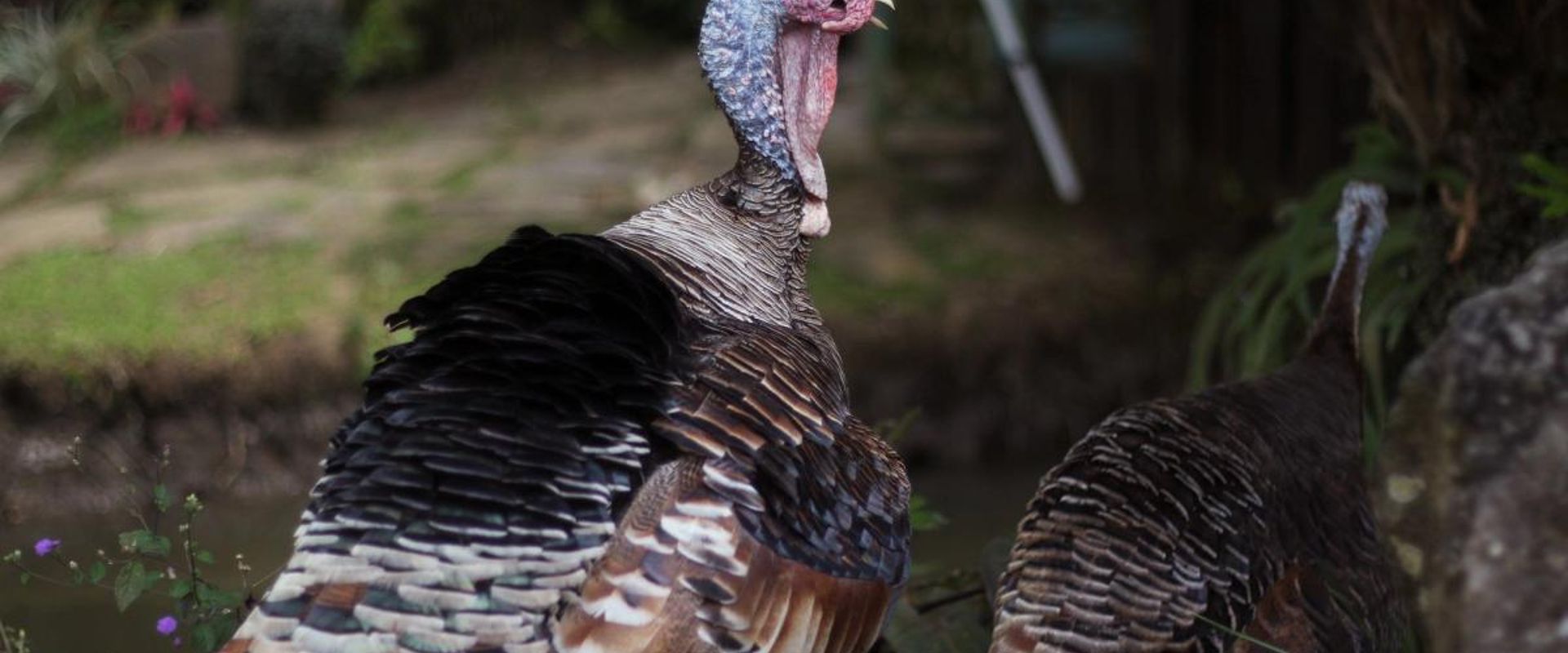 A turkey before a turkey hunt.