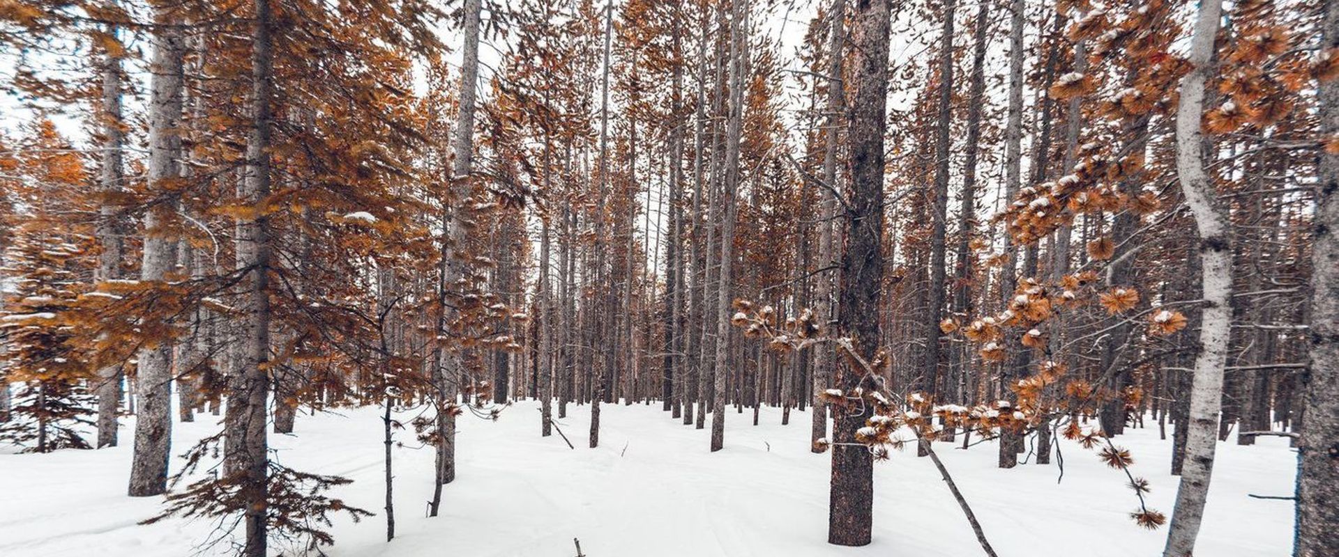 A wintery scene with snow on the ground and trees, hunting blizzard bucks concept.