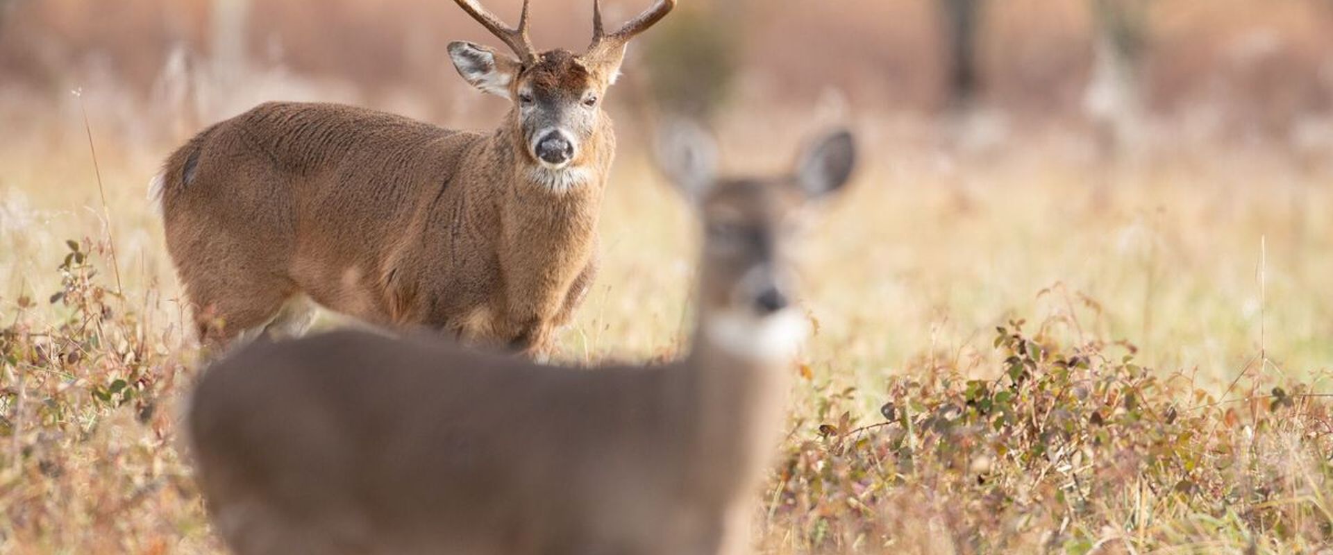 Buck deer watches doe, when will the rut start concept.