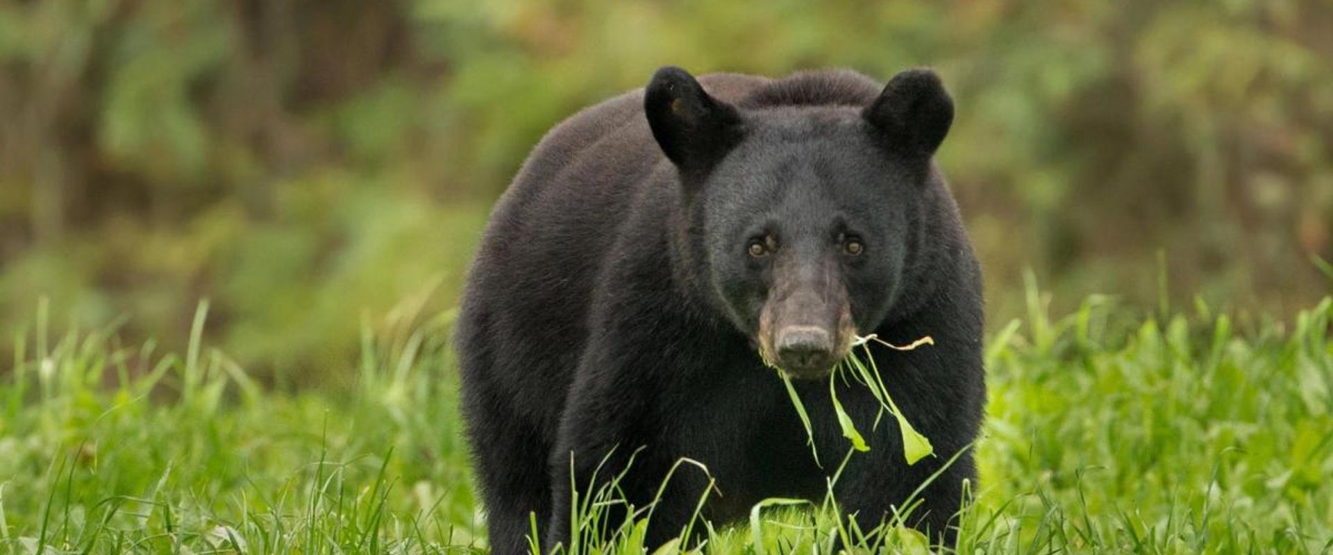 A bear in the wild, black bear hunts concept.