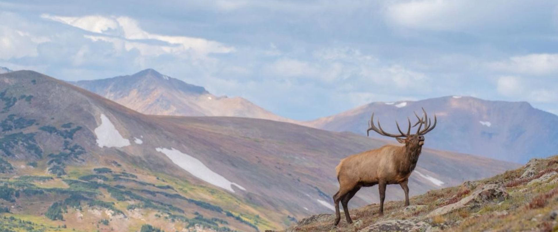 An elk calls while on a ridge in mountains, Wyoming elk hunting concept.